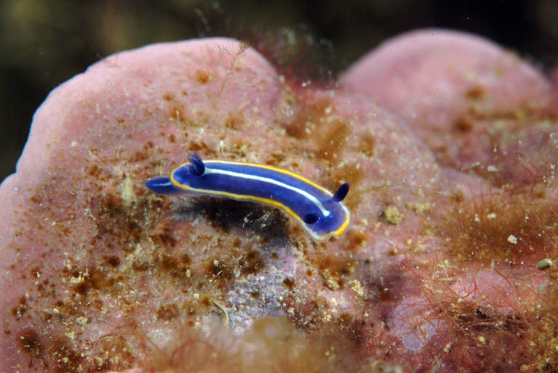 Hypselodoris orsinii